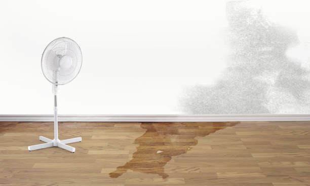 Best Professional water damage repair  in Franklin, GA